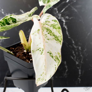 Philodendron 'Emerald Ice' (wk38-L274)