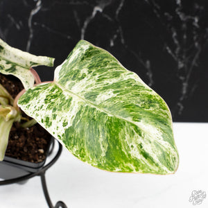 Philodendron 'Emerald Ice' (wk38-L274)