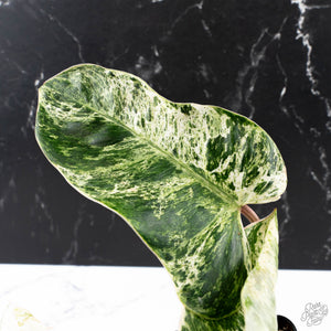 Philodendron 'Emerald Ice' (wk38-L274)