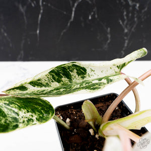 Philodendron 'Emerald Ice' (wk38-L274)