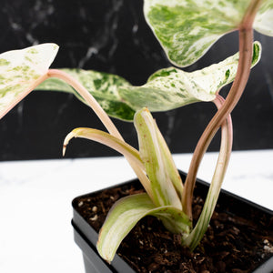 Philodendron 'Emerald Ice' (wk38-L274)