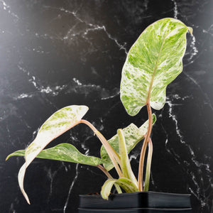 Philodendron 'Emerald Ice' (wk38-L274)