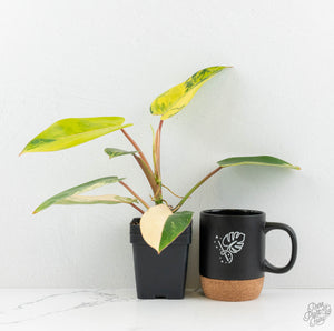 Philodendron 'Emerald Queen' Variegated (wk13-J)