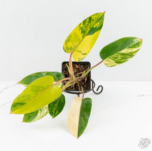 Philodendron 'Emerald Queen' Variegated (wk13-J)