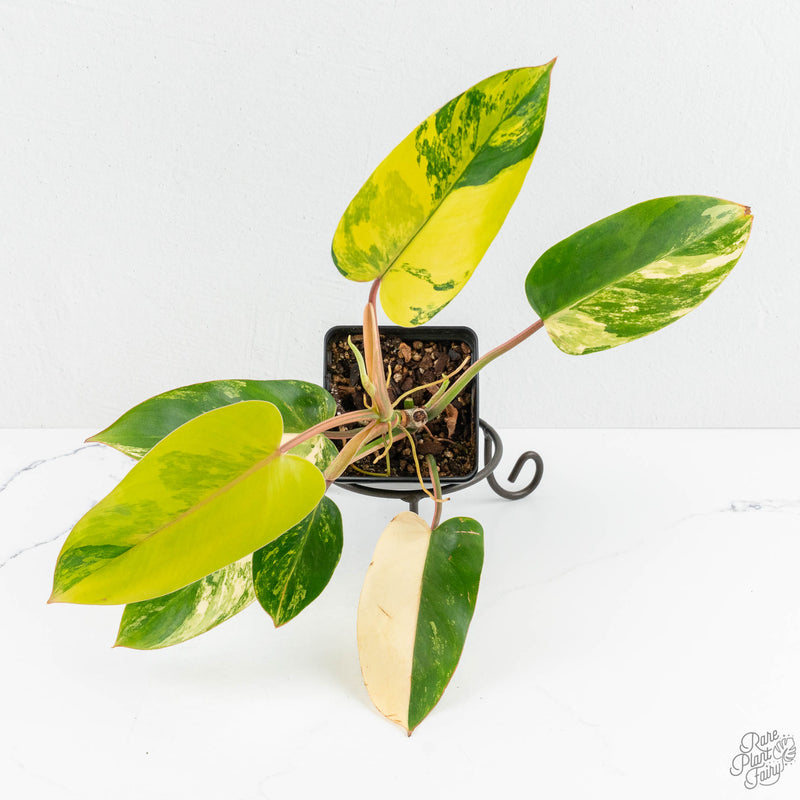 Philodendron 'Emerald Queen' Variegated (wk13-J)