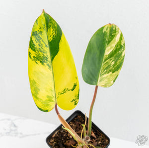 Philodendron 'Emerald Queen' Variegated (wk13-J)