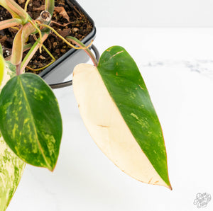 Philodendron 'Emerald Queen' Variegated (wk13-J)