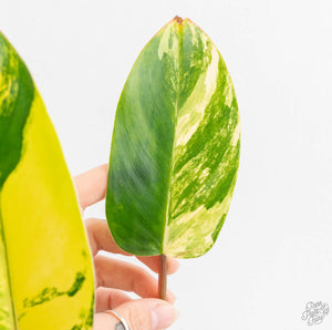 Philodendron 'Emerald Queen' Variegated (wk13-J)