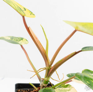 Philodendron 'Emerald Queen' Variegated (wk13-J)