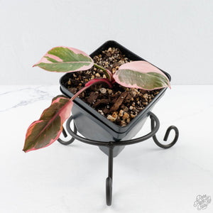 Philodendron 'Pink Princess' Outer Variegated (wk26-F)