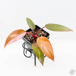 e leaf philodendron Philodendron 'Persimmon Princess' (wk22-E)