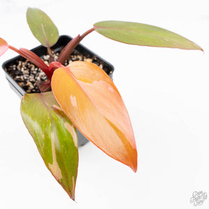 Philodendron 'Persimmon Princess' (wk22-E)