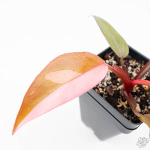 Philodendron 'Persimmon Princess' (wk22-E)