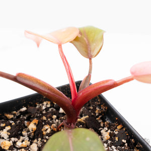 Philodendron 'Persimmon Princess' (wk22-E)