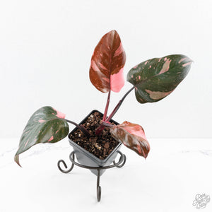 philodendron erubescens pink Philodendron erubescens 'Pink Princess' (wk24-I)