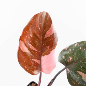 Philodendron erubescens 'Pink Princess' (wk24-I) - Legacy