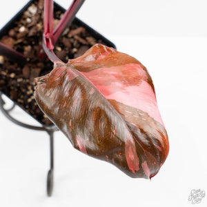 Philodendron erubescens 'Pink Princess' (wk24-I) - Legacy