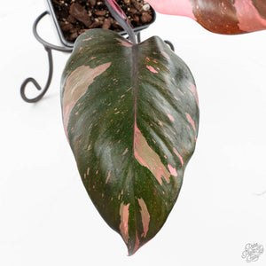 Philodendron erubescens 'Pink Princess' (wk24-I) - Legacy