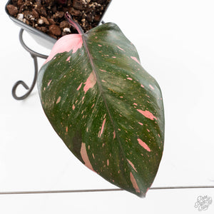 Philodendron erubescens 'Pink Princess' (wk24-I) - Legacy