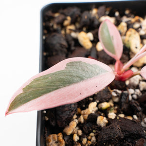 Philodendron 'Pink Princess' Outer Variegated (wk28-B)