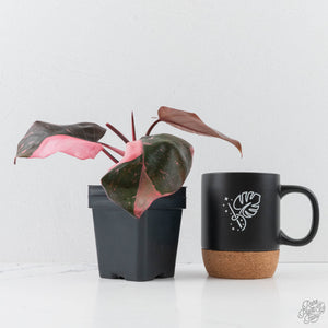 Philodendron erubescens 'Pink Princess' Variegated - Legacy (wk28-C)