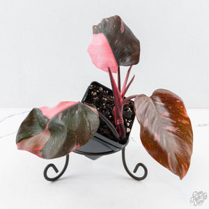 Philodendron erubescens 'Pink Princess' Variegated - Legacy (wk28-C)