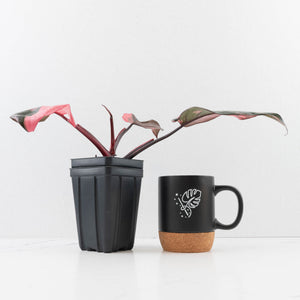Philodendron erubescens 'Pink Princess' Variegated - Legacy (wk34-L78)