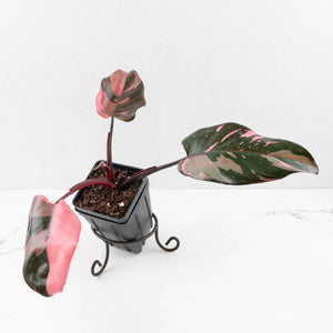 Philodendron erubescens 'Pink Princess' Variegated - Legacy (wk34-L78)