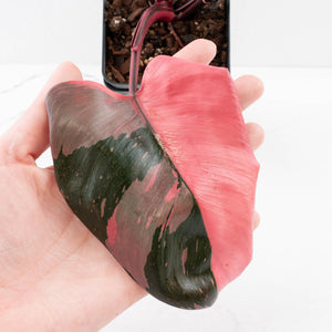Philodendron erubescens 'Pink Princess' Variegated - Legacy (wk34-L78)
