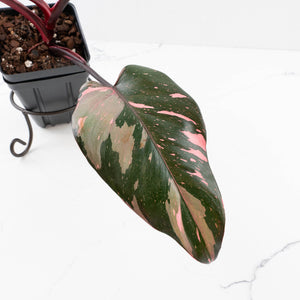 Philodendron erubescens 'Pink Princess' Variegated - Legacy (wk34-L78)