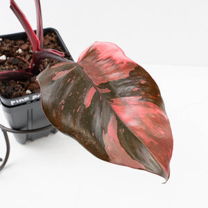 Philodendron erubescens 'Pink Princess' Variegated - Legacy (wk34-L78)