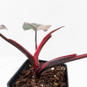 Philodendron erubescens 'Pink Princess' Variegated - Legacy (wk34-L78)