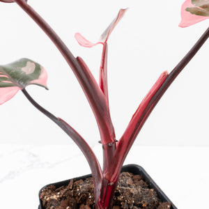 Philodendron erubescens 'Pink Princess' Variegated - Legacy (wk34-L79)