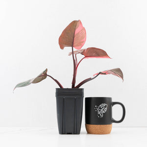 Philodendron erubescens 'Pink Princess' Variegated - Legacy (wk34-L79)