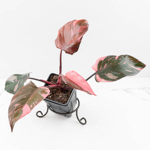 Philodendron erubescens 'Pink Princess' Variegated - Legacy (wk34-L79)