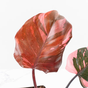 Philodendron erubescens 'Pink Princess' Variegated - Legacy (wk34-L79)