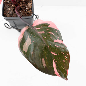 Philodendron erubescens 'Pink Princess' Variegated - Legacy (wk34-L79)