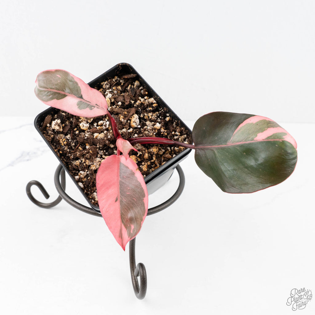 Philodendron 'Pink Princess' Outer Variegated (wk20-N)