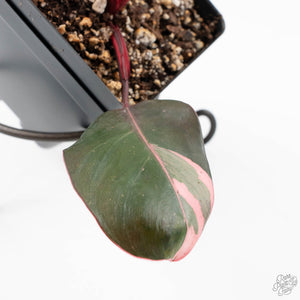 Philodendron 'Pink Princess' Outer Variegated (wk20-N)