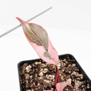 Philodendron 'Pink Princess' Outer Variegated (wk20-N)