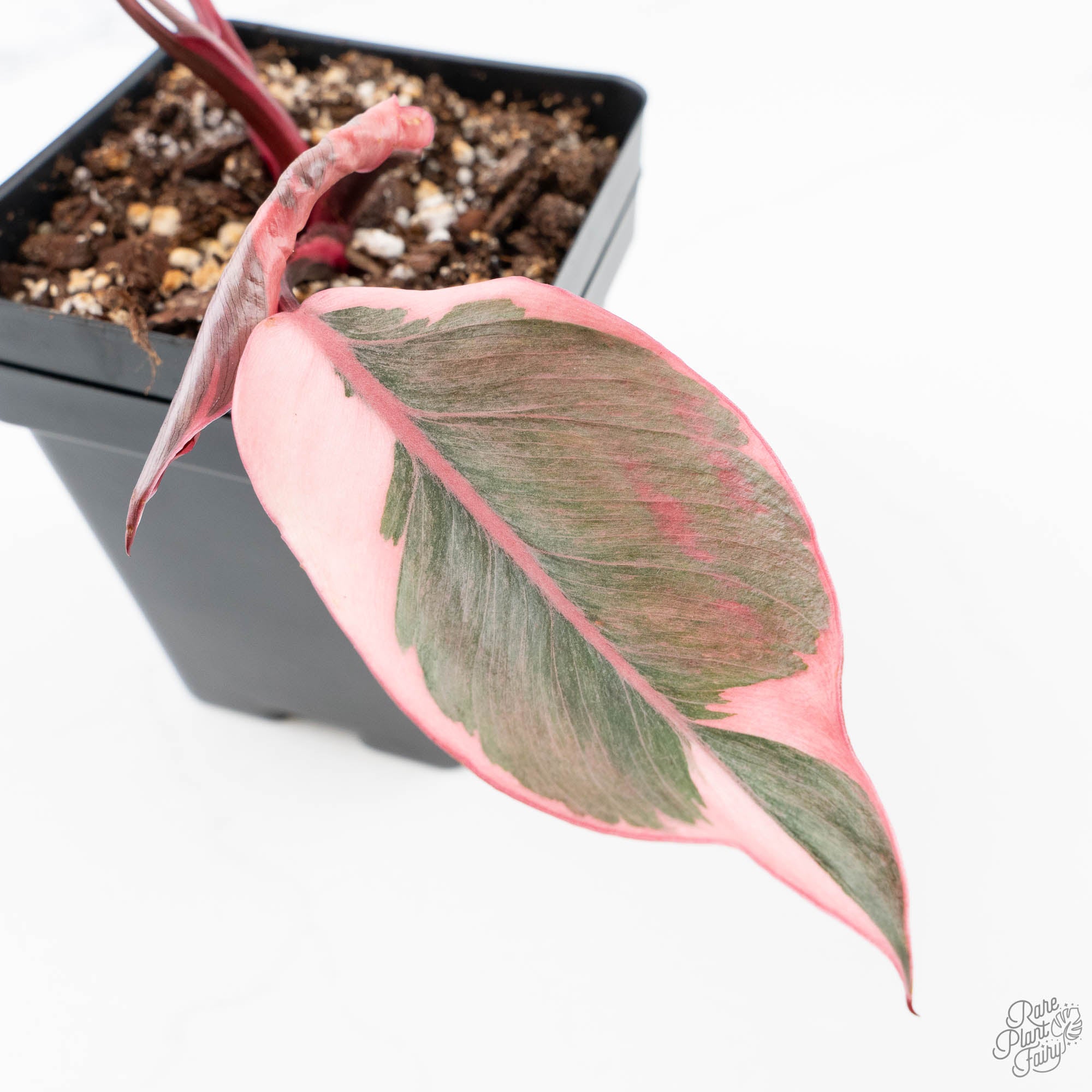 Philodendron 'Pink Princess' Outer Variegated (wk21-M) – Rare Plant Fairy