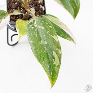 Philodendron 'Scarlet Princess' ('Red Anderson' Mutation) Variegated (wk20-G)