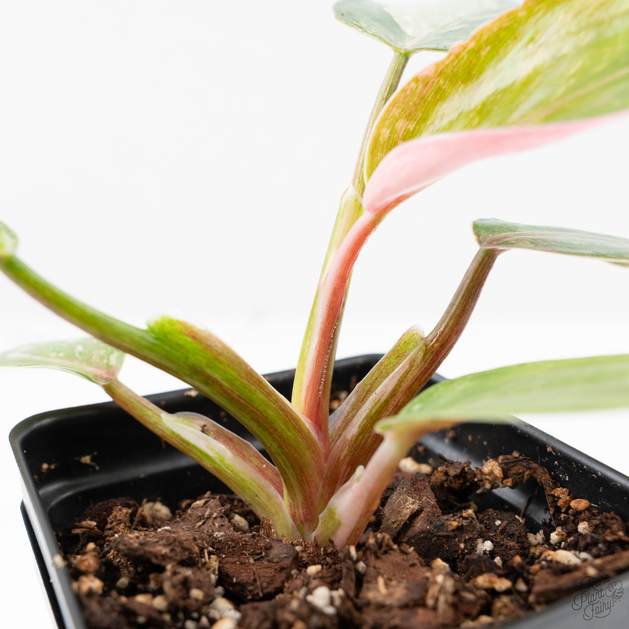 philodendron anderson vs pink princess Philodendron 'Scarlet Princess' ('Red Anderson' Mutation) Variegated ( – Rare Plant Fairy