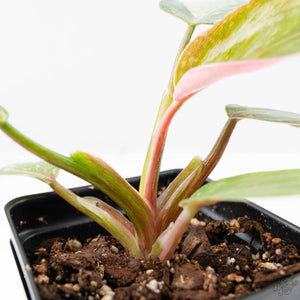 Philodendron 'Scarlet Princess' ('Red Anderson' Mutation) Variegated (wk23-A)
