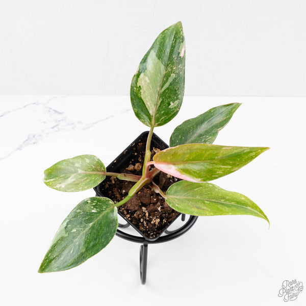 philodendron green princess variegated Philodendron 'Scarlet Princess' ('Red Anderson' Mutation) Variegated ( – Rare Plant Fairy