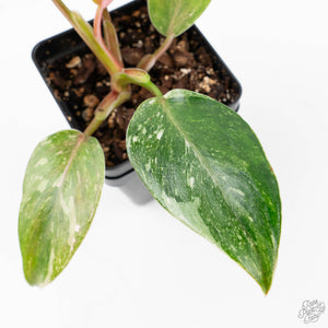 Philodendron 'Scarlet Princess' ('Red Anderson' Mutation) Variegated (wk23-A)