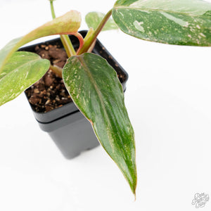Philodendron 'Scarlet Princess' ('Red Anderson' Mutation) Variegated (wk23-A)