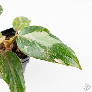 Philodendron 'Scarlet Princess' ('Red Anderson' Mutation) Variegated (wk23-A)