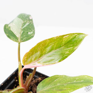 Philodendron 'Scarlet Princess' ('Red Anderson' Mutation) Variegated (wk23-A)