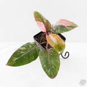 Philodendron 'Scarlet Princess' ('Red Anderson' Mutation) Variegated (wk27-A)